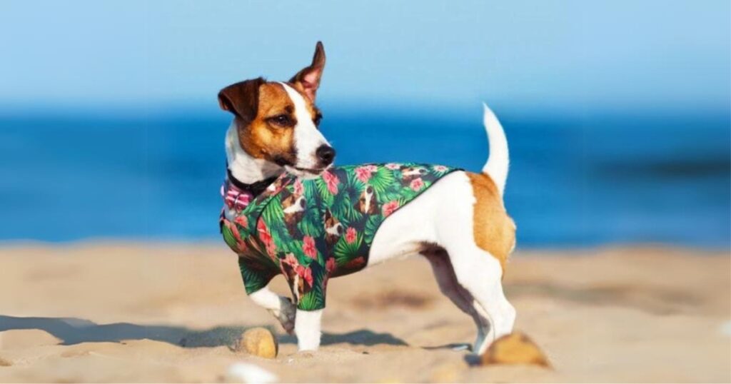 dog fashion